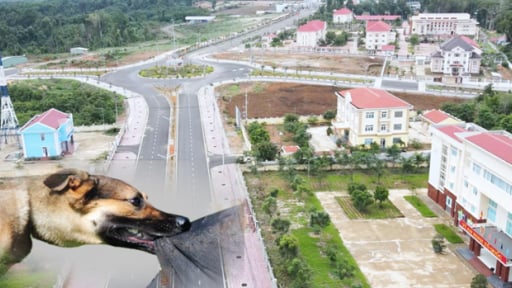 Ổ bệnh Dại xã phía Tây tỉnh Quảng Ngãi: Có bao nhiêu người đã bị chó cắn, đã tiêu huỷ bao nhiêu con chó?