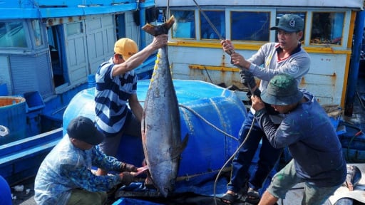 Khoang tàu của ngư dân tỉnh Đắk Lắk đầy ắp cá biển to bự, có tàu bắt được gần 50 con cá 'khổng lồ'