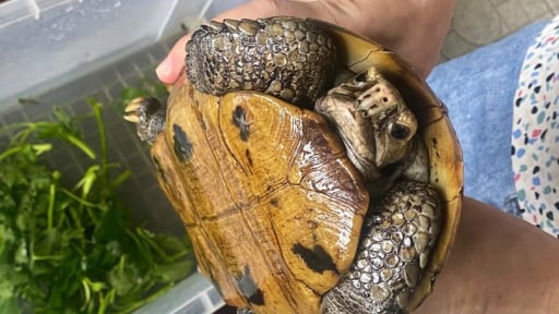 Mò trúng con động vật hoang dã có tên trong sách Đỏ ở mương nước, một người Hà Tĩnh nộp kiểm lâm