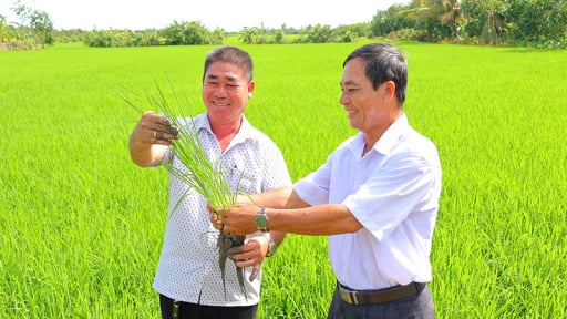 Cánh đồng 'Đề án 1 triệu hecta lúa chất lượng cao' của một ấp ở tỉnh Đồng Tháp mới đẹp mê ly thế này đây