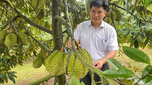 Ở tỉnh Lâm Đồng mới sau sáp nhập Đắk Nông có kiểu trồng sầu riêng mới, quả to đẹp thế này