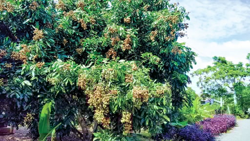 Trồng cây kiểu chạy theo phong trào, xem lại các cây hot một thời 'làm mưa làm gió' ở ĐBSCL