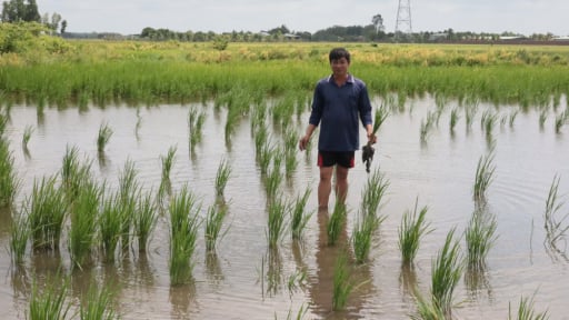 Vì sao ở tỉnh Tây Ninh mới có cánh đồng lúa, nông dân đang rất nản, chả dám xuống giống?