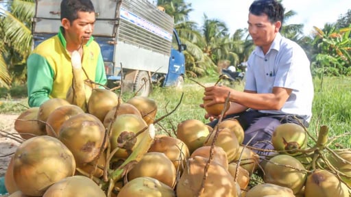 Nông dân một ấp ở tỉnh Vĩnh Long (mới) trồng 8ha dừa Mã Lai, cứ cắt quả đến đâu bán hết đến đó