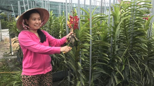 Hoa lan cắt cành, hướng đi hiệu quả trong phát triển nông nghiệp đô thị tại TP.HCM
