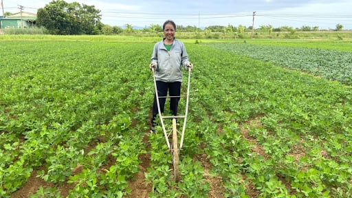 Lạc trái vụ ở một xã của Hà Tĩnh trồng kiểu gì mà nông dân thu lợi cao gấp 3-4 lần so với trồng đậu?