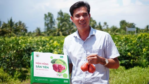 Agribank tiếp vốn cho mận hồng Sân Tiên chinh phục thị trường khó tính