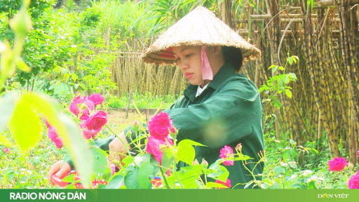 “Câu chuyện hoa hồng” mở lối thoát nghèo ở vùng đất Tân Kỳ