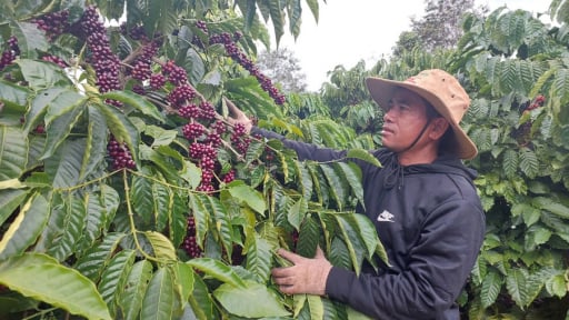 Các ông chủ vườn cà phê rộng lớn ở Gia Lai đang thuê một loại dịch vụ mới, 'ăn ngon ngủ yên' vẫn có tiền