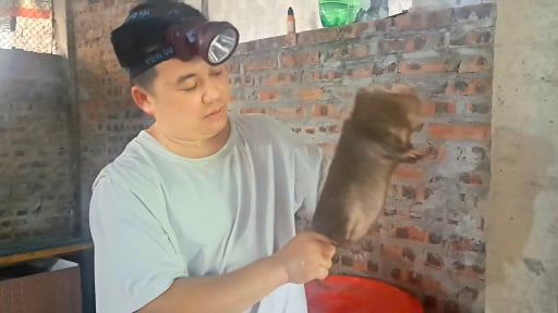 Tỷ phú Phú Thọ (mới) là nông dân nuôi con đặc sản, 'lắp cáp treo' chuyền thức ăn cho vạn con dúi, cả làng phục sát đất