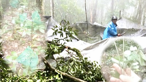 Vùng trồng sâm Ngọc Linh ở tỉnh Quảng Ngãi (mới) đang bất lực nhìn cây “quốc bảo” hư hỏng vì lý do này