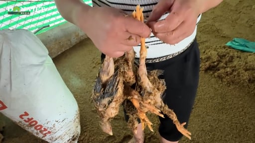 Nông dân Vạn Lộc khóc nhìn dòng nước dữ nhấn chìm 6.000 con gà