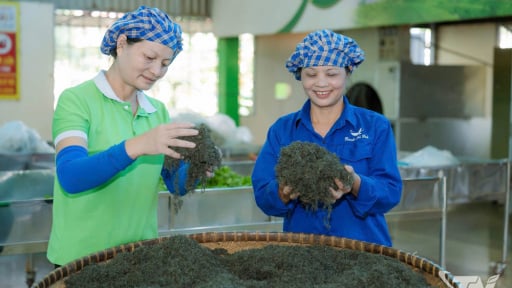 Một HTX chè ở Thái Nguyên làm phân bón từ vỏ chuối, trứng gà, người ta bán tín bán nghi, dùng thử bất ngờ luôn