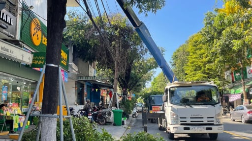 Đà Nẵng lên kịch bản bảo vệ cây xanh mùa bão, cảnh báo không cắt trụi tán lá gây phản cảm