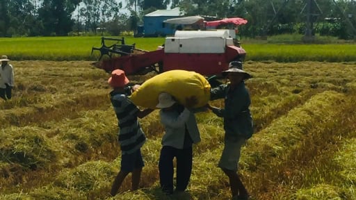 Nông dân Đồng Tháp trồng lúa nay đã nhàn hơn, lại có tiền tỷ nhờ vào điều này