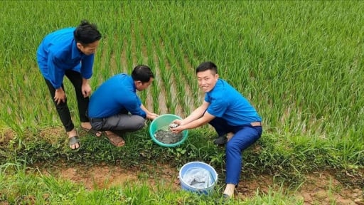 Cấy lúa xong, đồng bào Mông ở tỉnh Lào Cai lại thả con này vào ruộng, mùa thu hoạch chưa kịp mang ra chợ đã bán hết rồi