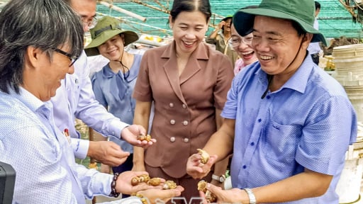 Chán con tôm, ở tỉnh Cà Mau xuất hiện 2 mô hình bạc tỷ, nông dân đang truyền tai nhau đến học hỏi