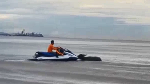 Một đàn trâu của nông dân Nghệ An bị nước lũ cuốn trôi ra biển Cửa Lò được giải cứu kịp thời