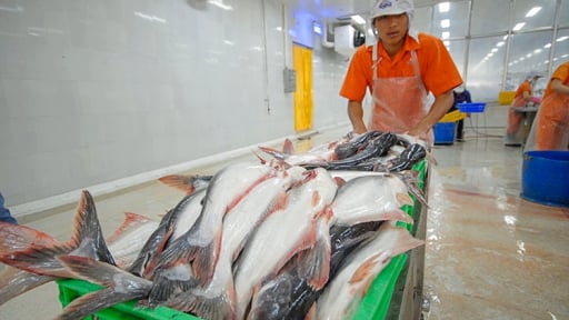 'Ông lớn' cá tra Nam Việt báo lãi cao nhất lịch sử hoạt động, thu 333 tỷ đồng lợi nhuận ròng
