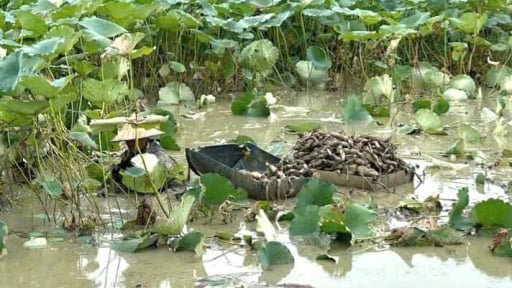 Quỳnh Lưu-xã nông thôn mới ở tỉnh Ninh Bình mới, dân trồng cây gì để thành điểm sáng trên bản đồ OCOP?