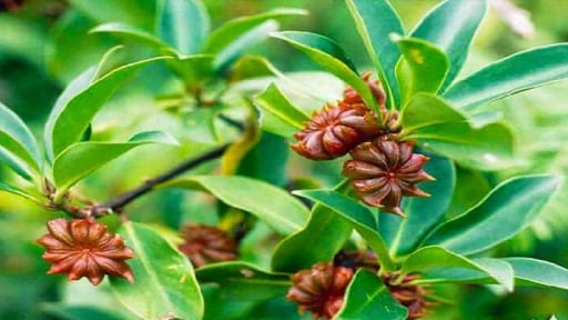 Một hợp tác xã ở Lạng Sơn thành công với các sản phẩm dược liệu thơm cả làng, có loại hoa mà quán phở bò nào cũng dùng