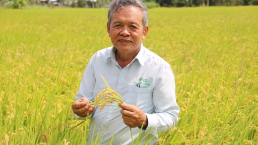 Ông nông dân An Giang đưa giống lúa Nhật vào trồng, kéo cả hợp tác xã 213 thành viên trở nên khá giả