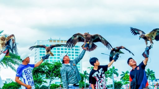 Ở tỉnh Cà Mau (mới) có 15 người đang nuôi chim đại bàng, diều hâu, chim cú mèo, chim cắt...chuyên săn 