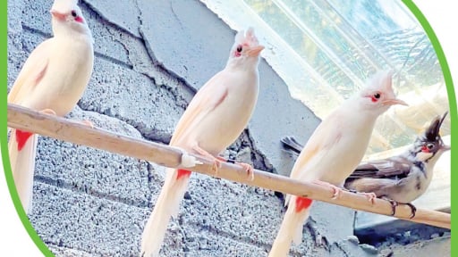 Một đứa trẻ từng sống trong trại mồ côi, nay là 'vua chim màu' ở Gia Lai, nuôi chim gì mà bán 10-150 triệu/con?