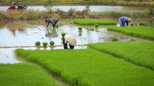  Nông dân Hải Phòng hối hả xuống đồng khôi phục sản xuất sau bão số 3