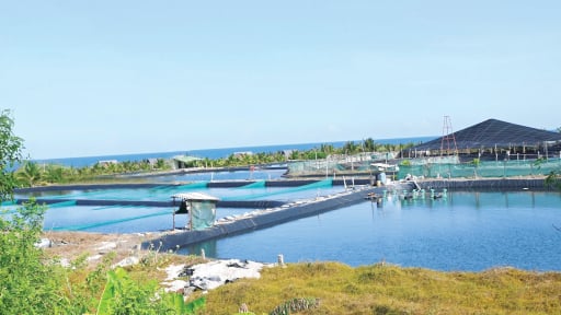 Tỉnh Lâm Đồng mới sau sáp nhập tỉnh Bình Thuận có mô hình nuôi tôm công nghệ cao tiền tỷ hoành tráng thế này đây