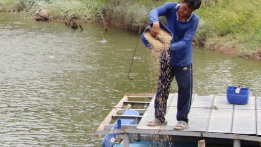 Sáp nhập tỉnh Bến Tre, Trà Vinh thành công, sản lượng thủy sản, hải sản của tỉnh Vĩnh Long đạt hơn 451.000 tấn