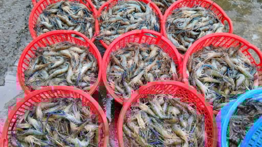 Nuôi tôm càng to bự trong ruộng lúa ở Hậu Giang (cũ), cứ bắt lên là bán hết veo