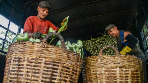 Loại cây là vị thuốc quý, chỉ thích sống nơi khô cằn đang mang lại món tiền to cho nông dân Khánh Hòa