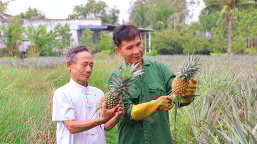 Sáp nhập tỉnh Tiền Giang thành công, đây là vùng trồng quả đặc sản bình dân của tỉnh Đồng Tháp mới
