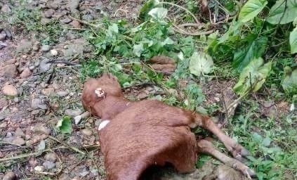 Thông tin về đàn chó sói hoang dã cắn chết 50 con bò ở một xã của tỉnh Điện Biên
