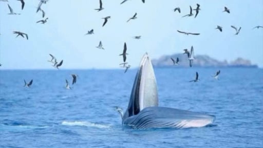 Một con cá khổng lồ lại đang săn mồi trên biển Nha Trang ở tỉnh Khánh Hòa