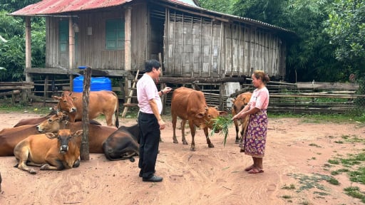 Quảng Trị: Bà con dân tộc dân Bru - Vân Kiều thoát nghèo nhờ vay tín dụng ưu đãi đầu tư nuôi bò, nuôi dê