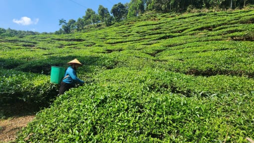 Nông thôn Tây Bắc: Nông nghiệp Lai Châu khởi sắc, dân bản no ấm