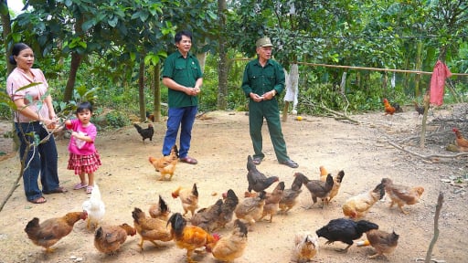 Nuôi gà bán 1,2 tấn/năm, nuôi lợn bán 6 tấn/năm, một ông nông dân là CCB Hà Tĩnh có của ăn của để