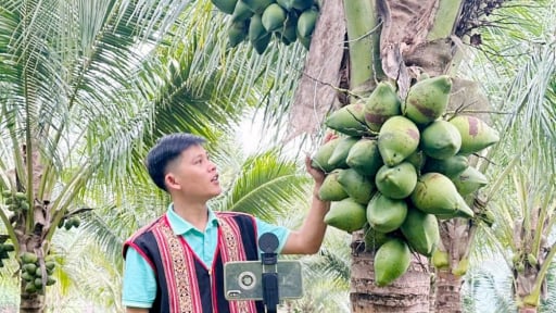 Ở tỉnh Quảng Ngãi có một ngôi làng số, xưa xa xôi biệt lập, nay dân livestream bán quả ngon ngay tại vườn