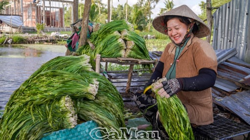 Miệt U Minh Hạ đang xuất hiện nhiều 'lộc trời', người dân trầm mình dưới nước nhổ hẹ, vất một tí nhưng ai cũng có tiền