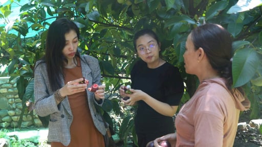 Một xã của tỉnh Khánh Hòa mới ở độ cao 1.600m, vô vườn ăn sầu riêng chín cây, thảo nào người ta đang đến đây