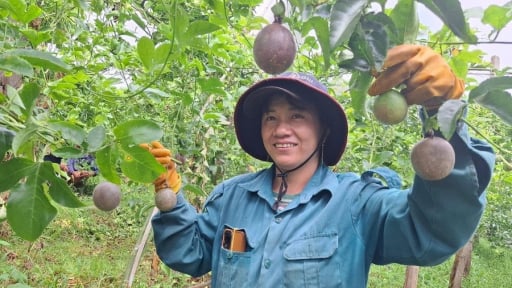 Thành công sau sáp nhập Bình Định, tỉnh Gia Lai mới nở rộ kiểu làm nông nghiệp gì mà dân giàu lên, ăn yên tâm hẳn?