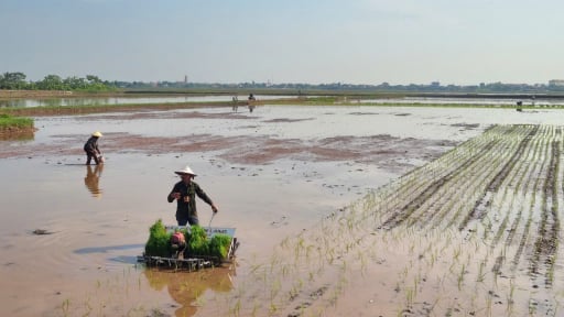 Tỉnh Ninh Bình quyết không để ruộng bỏ hoang sau bão Wipha, khẩn trương gieo cấy bổ sung trước ngày 5/8