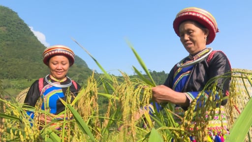 Nâng tầm hạt gạo Nếp Tài nhờ sản xuất hữu cơ, nông dân Thái Nguyên thoát nghèo, vươn lên làm giàu