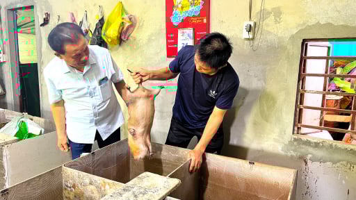 Con đặc sản này cầm đuôi xách lên trông như chuột cống, nuôi thành công ở Hà Tĩnh, dân giàu hẳn lên