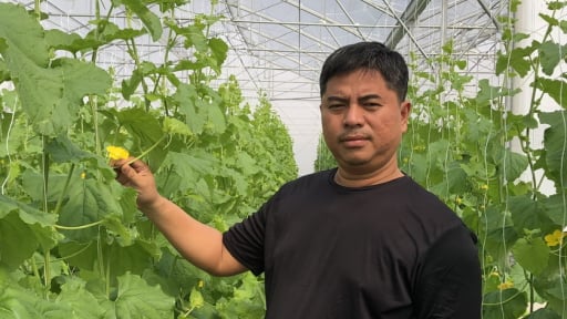 Bí quyết trồng dưa thơm ngọt, đạt chuẩn tiêu thụ toàn cầu- GlobalGAP của một nông dân Khánh Hòa
