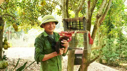 Thuần hóa thành công gà rừng, nuôi như gà ta thả vườn ở Quảng Trị, có cả gà rừng 'bạch tạng'