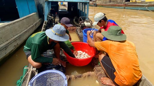 Cá ngon theo nước son về sông Mekong về An Giang, dân bắt đầu tấp nập đánh bắt