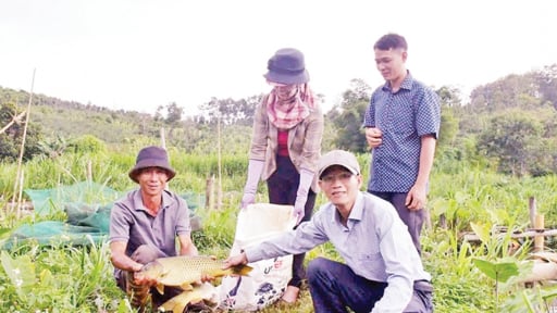 Nuôi thành công loại cá đặc sản thịt giòn, ngọt, nông dân Đắk Nông bắt lên là bán đắt như tôm tươi